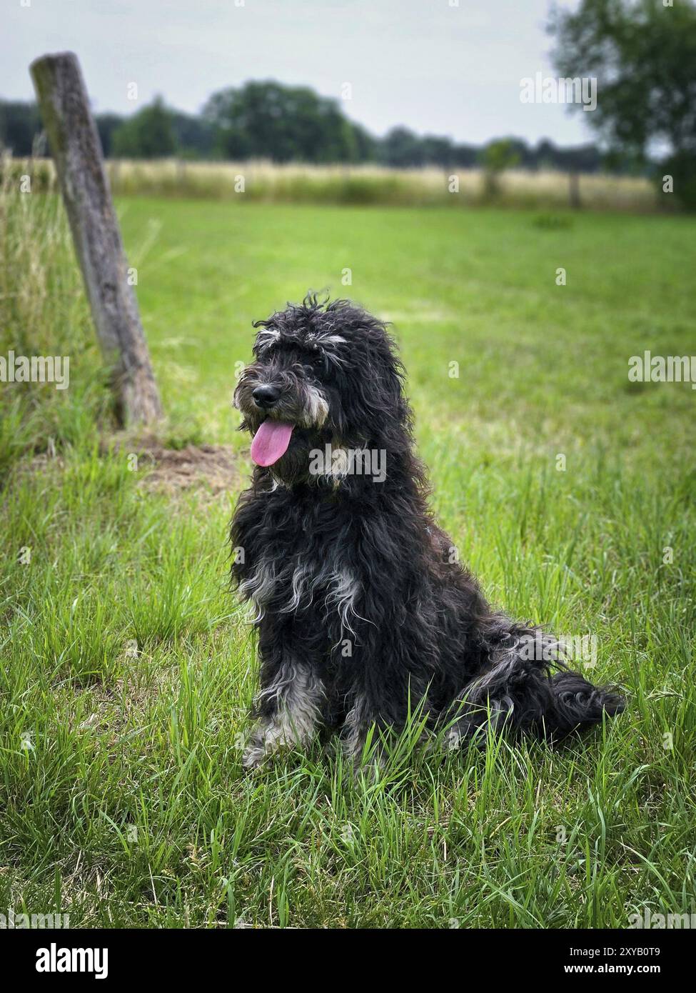 Goldendoodelhund sitzt auf der Wiese. Schwarzes Doodle mit Phantomzeichnung. Schönes, treues Haustier in der Natur. Tierfoto Stockfoto