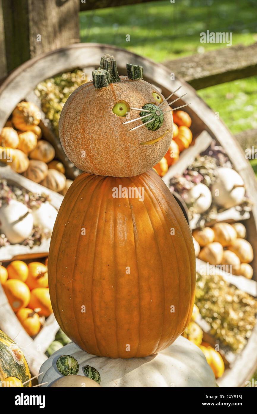 Lustige Katzenfigur aus Kürbissen, im Hintergrund eine rustikale Holzscheibe mit mehr Kürbissen und Pflanzen, borken, münsterland, Deutschland, Europa Stockfoto