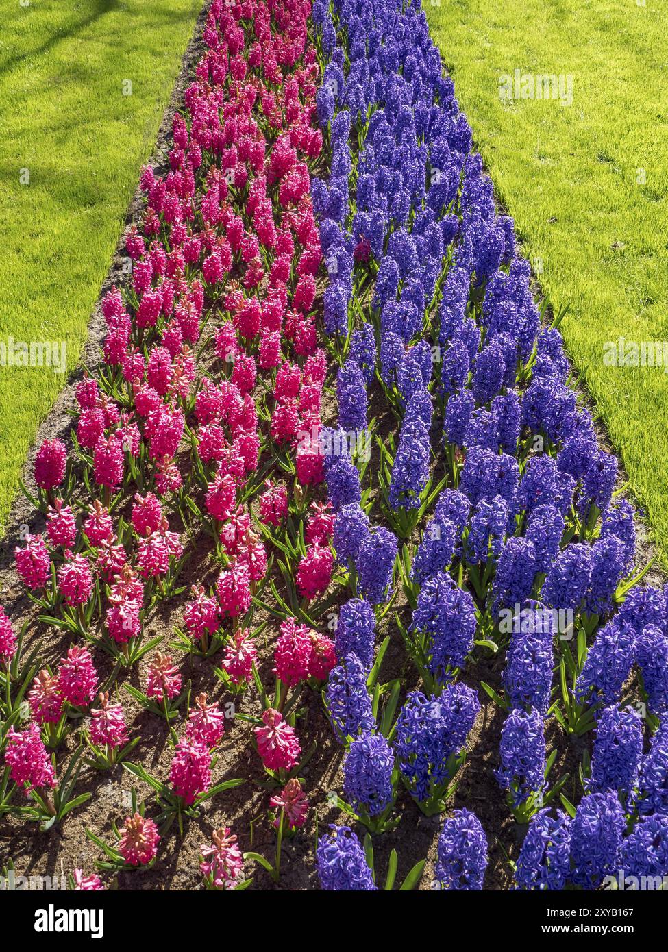 Ein Blumenbeet mit roten und blauen Hyazinthen auf einer grünen Wiese, Amsterdam, Niederlande Stockfoto