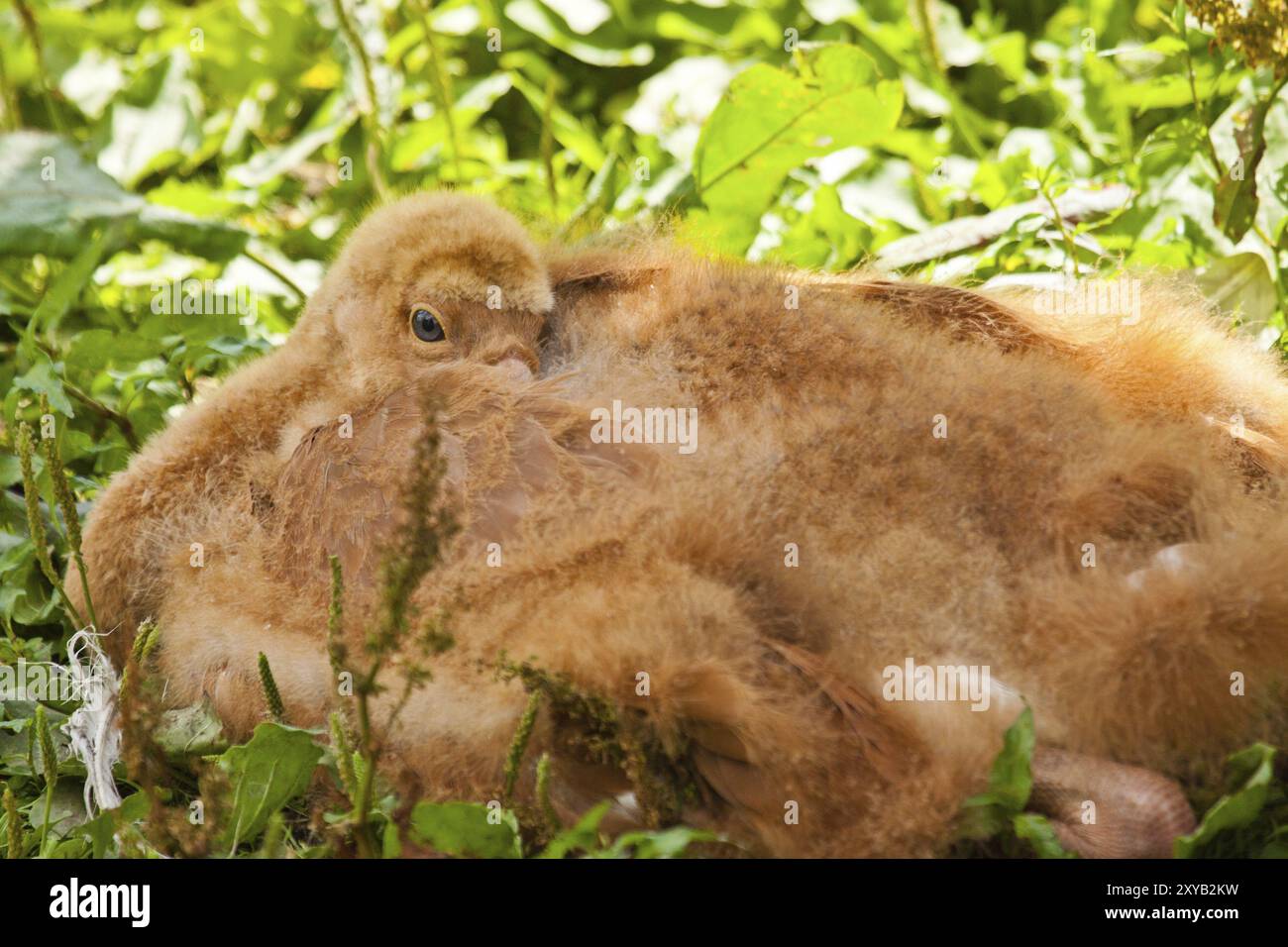 Schneekranieküken (Grus leucogeranus) Stockfoto