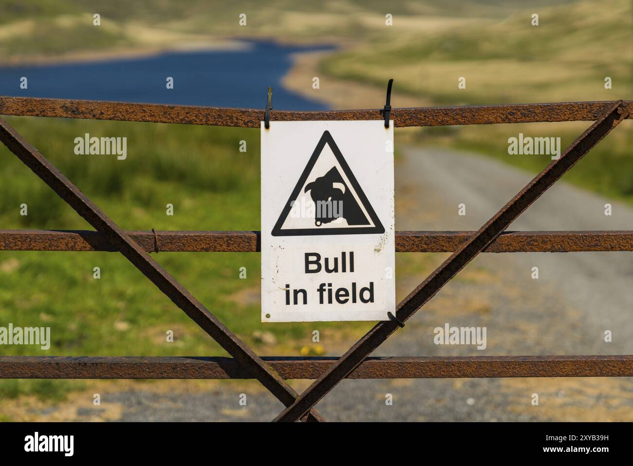 Sternzeichen: Stier im Feld, die Nant-y-Moch Reservoir, Ceredigion, Dyfed, Wales, UK gesehen Stockfoto