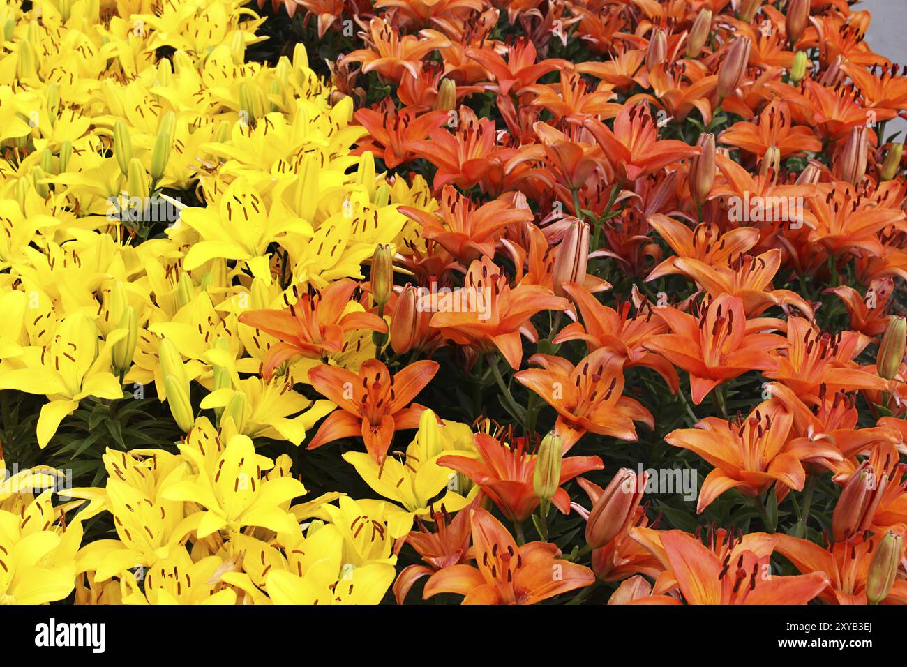 Natürliche hellen Hintergrund mit bunten Lilien Stockfoto