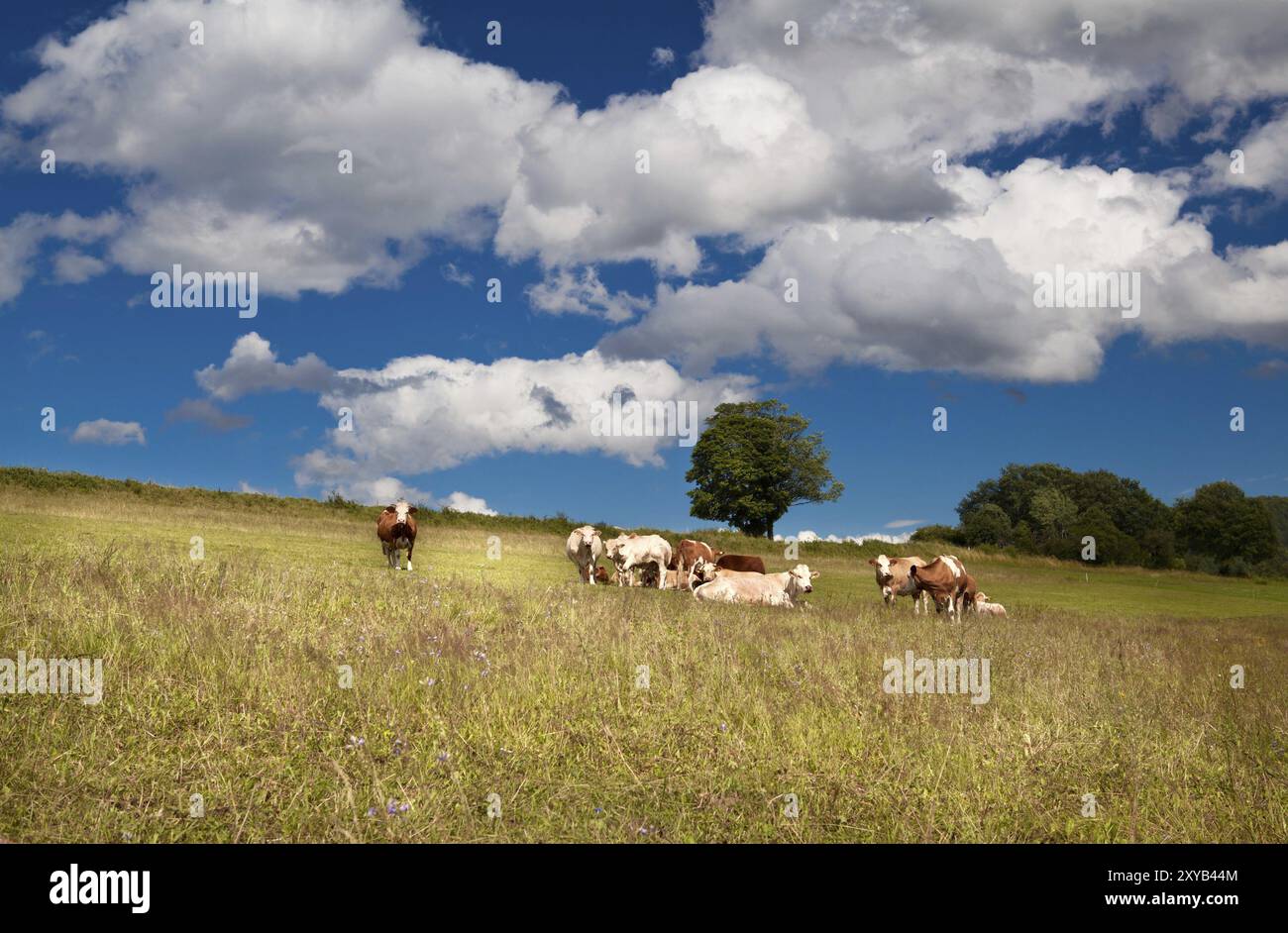 Wenige Almkühe auf bayerischen Sommerwiesen Stockfoto
