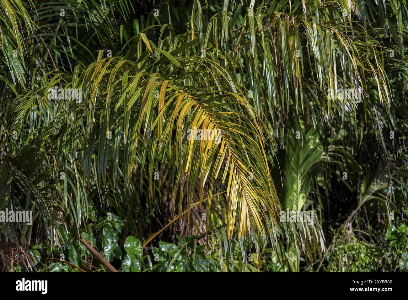 Palme, Details im Dschungel, dichte Vegetation, Tortuguero Nationalpark, Costa Rica, Mittelamerika Stockfoto