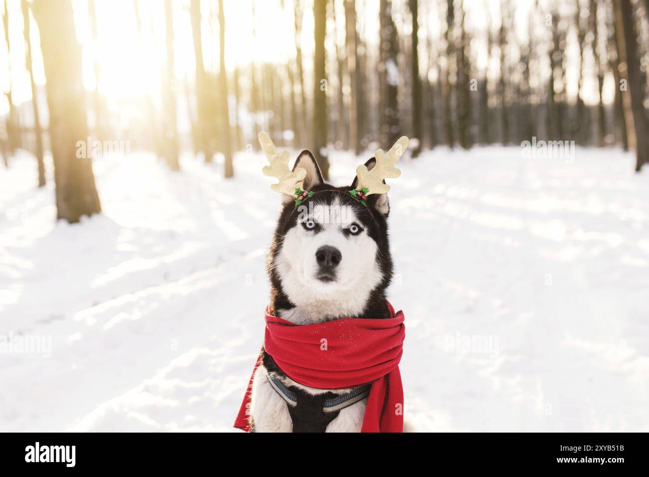 Weihnachten Husky Hund in rotem Schal, Hirsch Hörner, Weihnachtsmann Kleidung im verschneiten Wald mit Sonnenstrahlen. Konzept der Weihnachtskarte. Viel Schnee in w Stockfoto