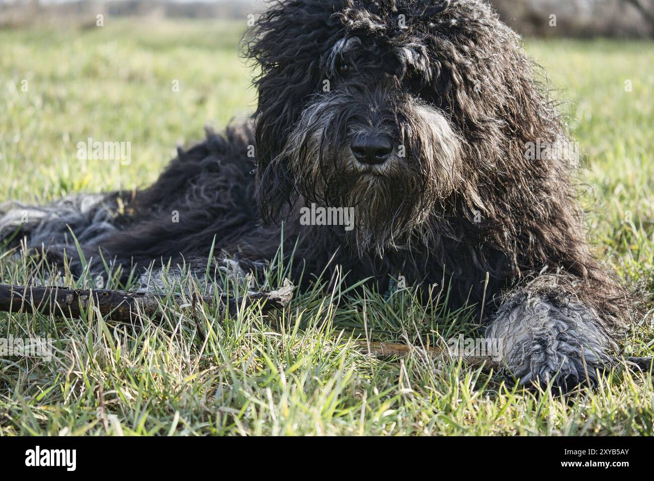 Schwarzer Goldendoodle liegt auf dem Rasen mit einem Stock. Treuer Begleiter, der auch als Therapiehund geeignet ist. Haustierfoto eines Haustieres Stockfoto