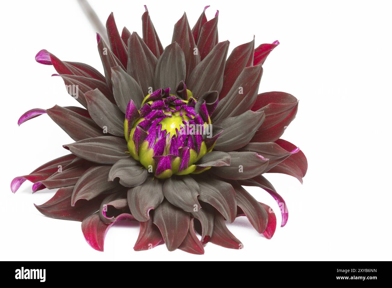 Dahlia in Blüte mit großer Schärfentiefe Stockfoto