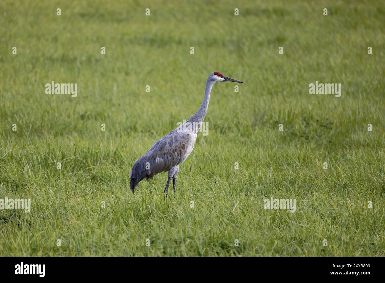 Der Sandhügelkran (Antigone canadensis), ein indianischer Vogel, eine Art großer Kran Nordamerikas Stockfoto