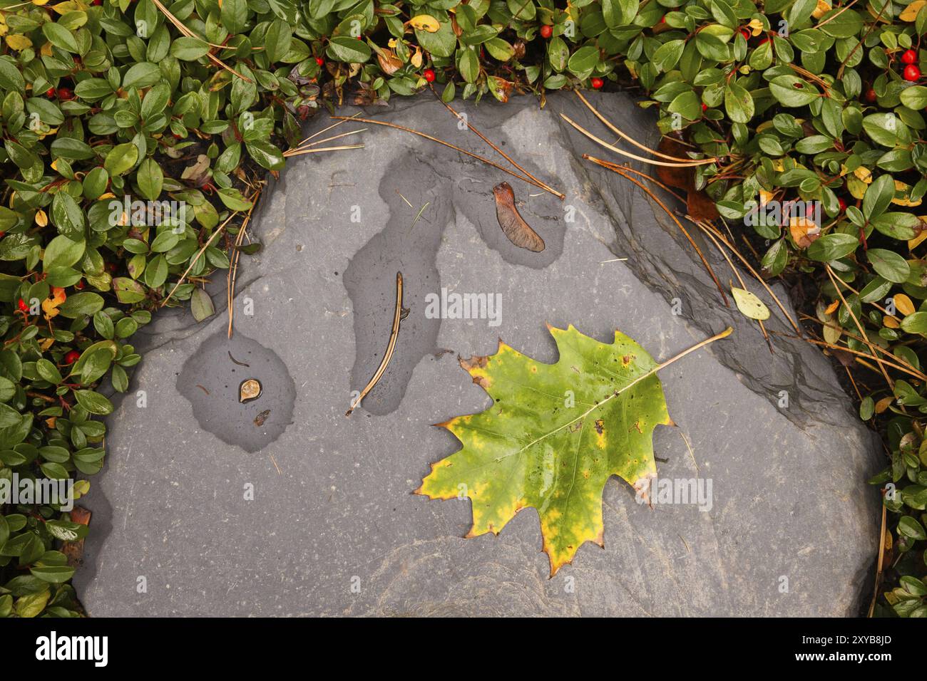 Ein Eichenblatt im Herbst auf einer Steineiche Blatt ein Eichenblatt im Herbst auf einem Stein Stockfoto