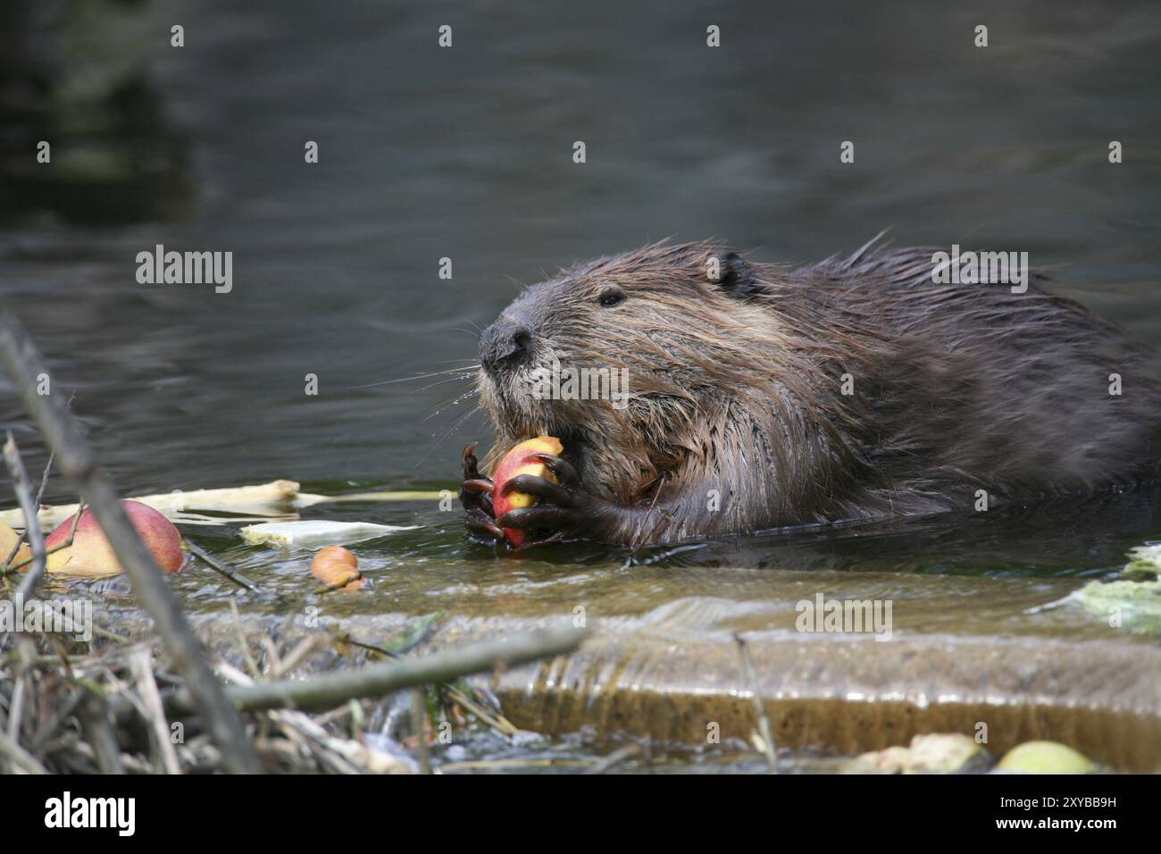 Nordamerikanische Biber (Castor Canadensis) Stockfoto