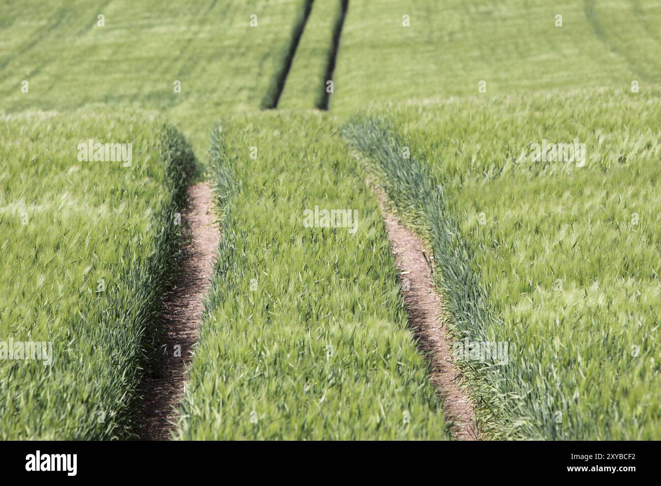 Spur in einem grünen Maisfeld Stockfoto