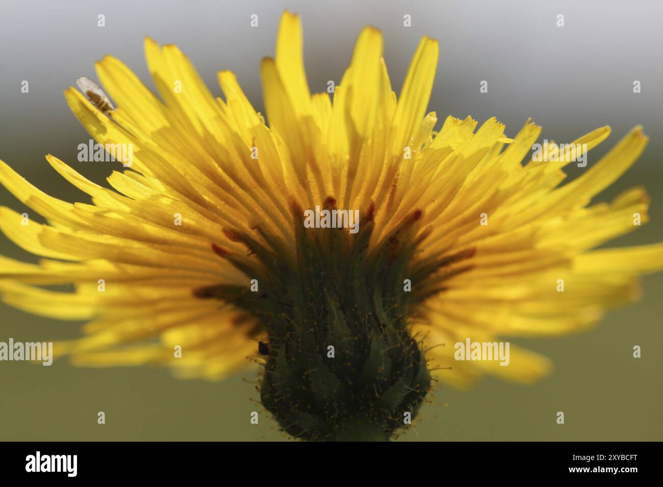 Wiesenpfau Stockfoto