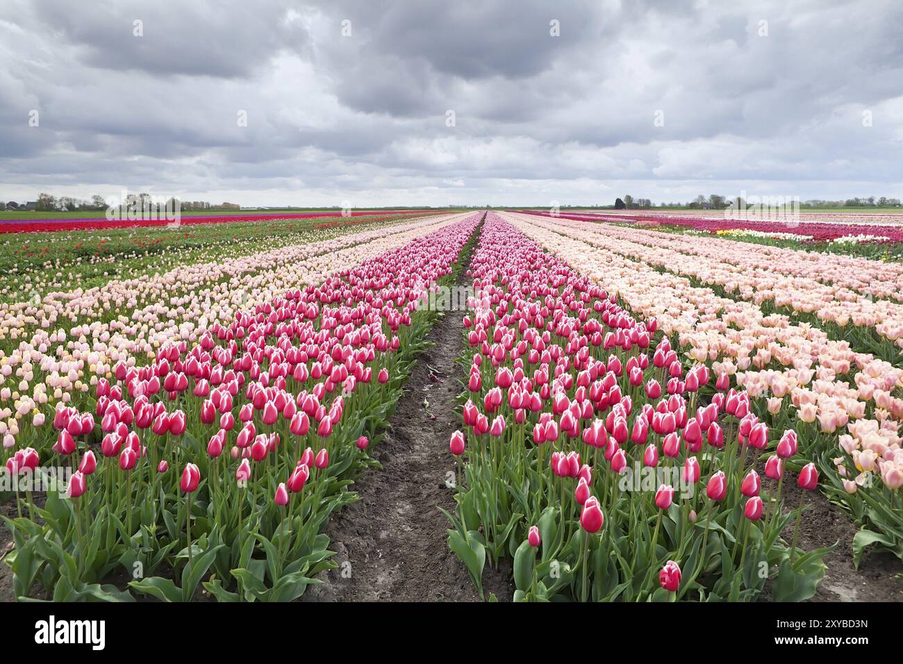 Niederländische farbenfrohe Tulpenfelder im Frühjahr Stockfoto