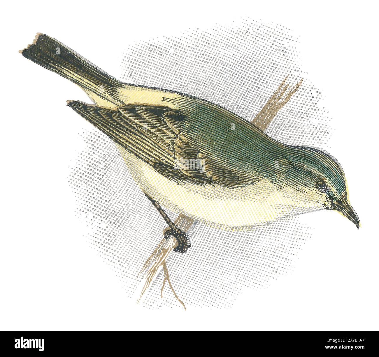 1898 farbige Vogelstiche von Pallas' Laubkäler oder Pallas' Laubkäler (Phylloscopus proregulus). Stockfoto