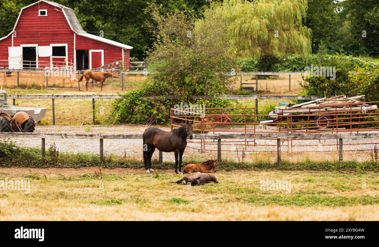 Eine rote Scheune mit einem Pferd in British Columbia Kanada mit Bäumen im Hinterland. Pferderanch Stockfoto