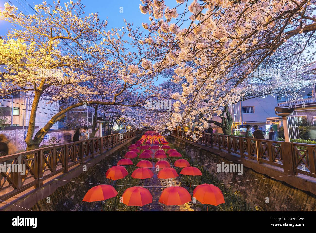 Frühlingsfest der Kirschblüte am Yeojwacheon Stream at Night, Jinhae, Südkorea, Asien Stockfoto