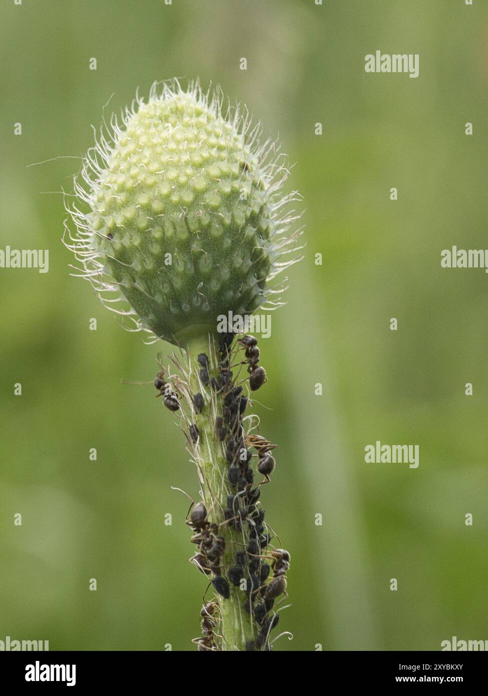 Beschäftigte Ameise in einer Makroaufnahme auf einem Blatt zusammen mit Blattläusen. Detailreiche Aufnahme des kleinen Insekts Stockfoto