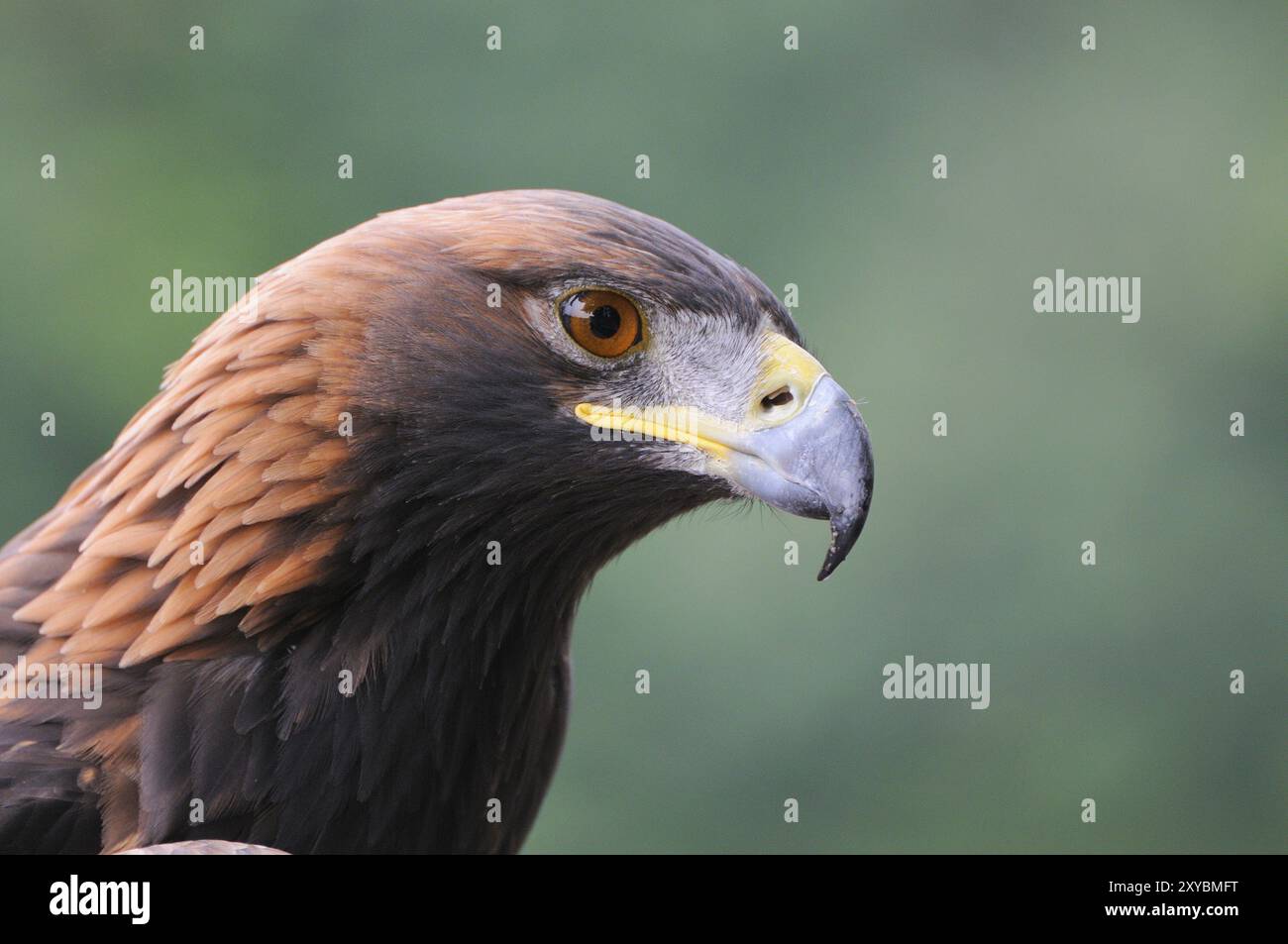 Golden Eagle, Porträt, Aquila chrysaetos, Golden Eagle, Deutschland, Deutschland, Europa Stockfoto