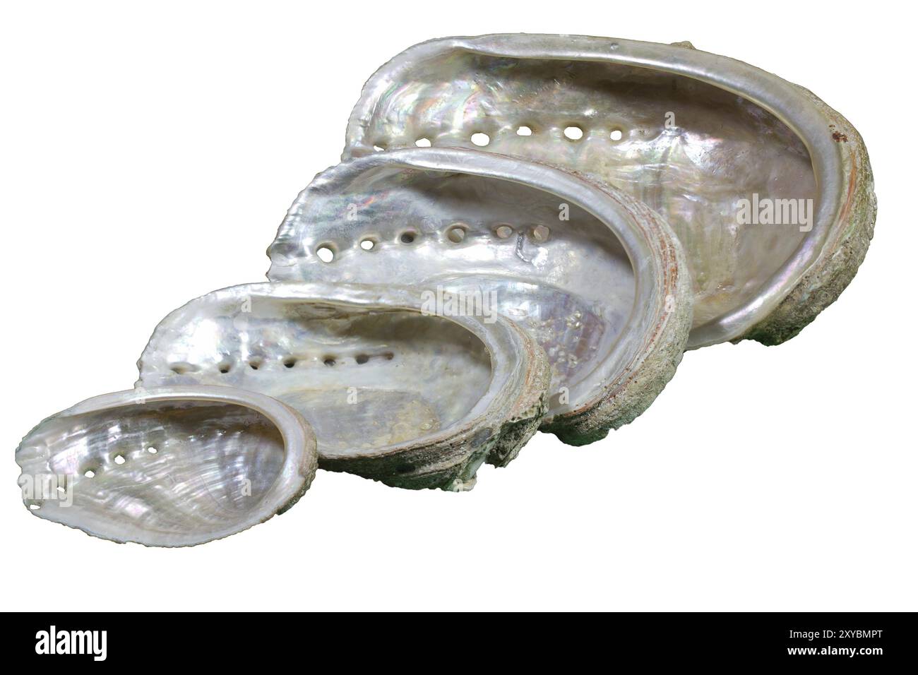 Abalone (Haliotis tuberculata), exponiert Stockfoto