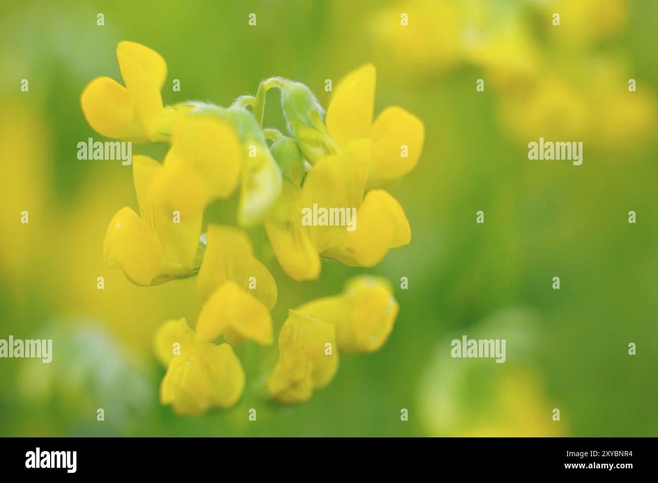 Hornkraut, Lotus corniculatus, Vogelfuß-Trefoil, Vogelfuß-Trefoil Stockfoto