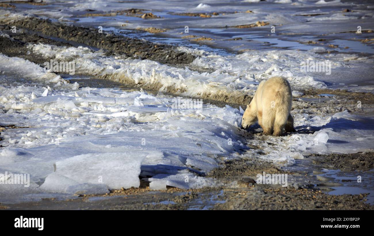 Eisbär in der Tundra bei Churchill in Kanada Stockfoto