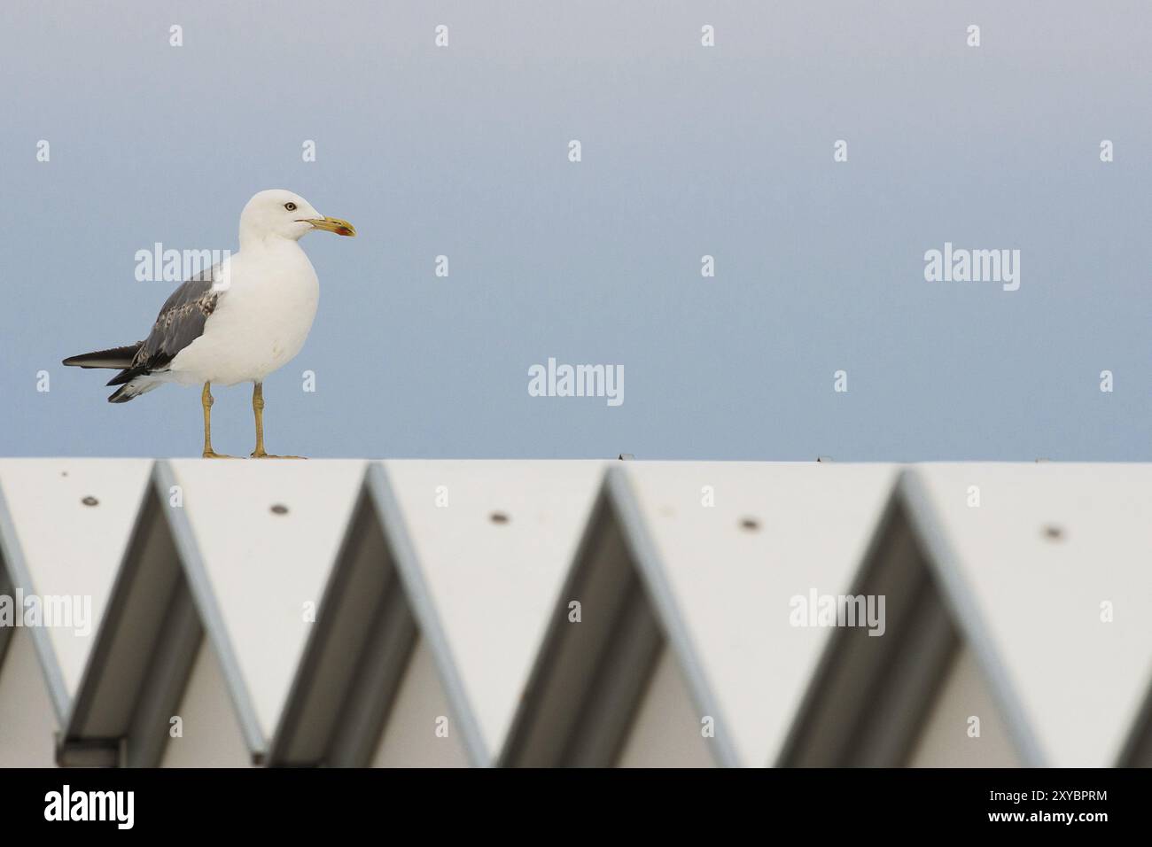 Möwe mit gelben Beinen auf der Strandhütte Stockfoto