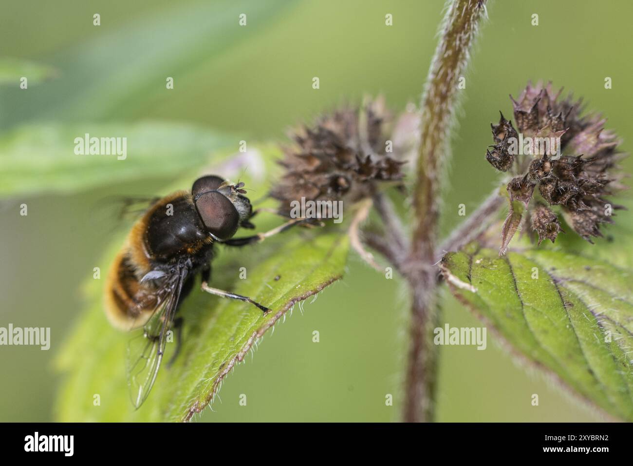 Hummel hoverfly (Volucella bombylans) auf Wasserminze (Mentha aquatica), Emsland, Niedersachsen, Deutschland, Europa Stockfoto