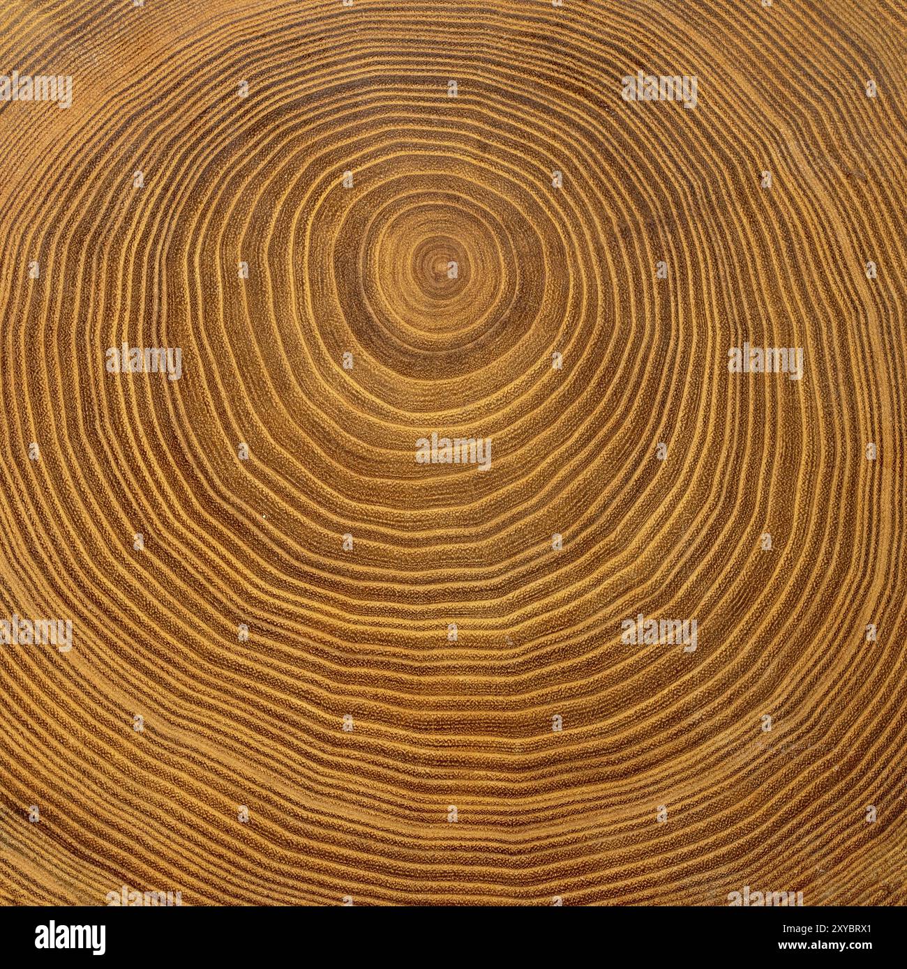 Nahaufnahme einer Baumscheibe aus braunem Akazienholz mit Jahresringen als Hintergrund Stockfoto