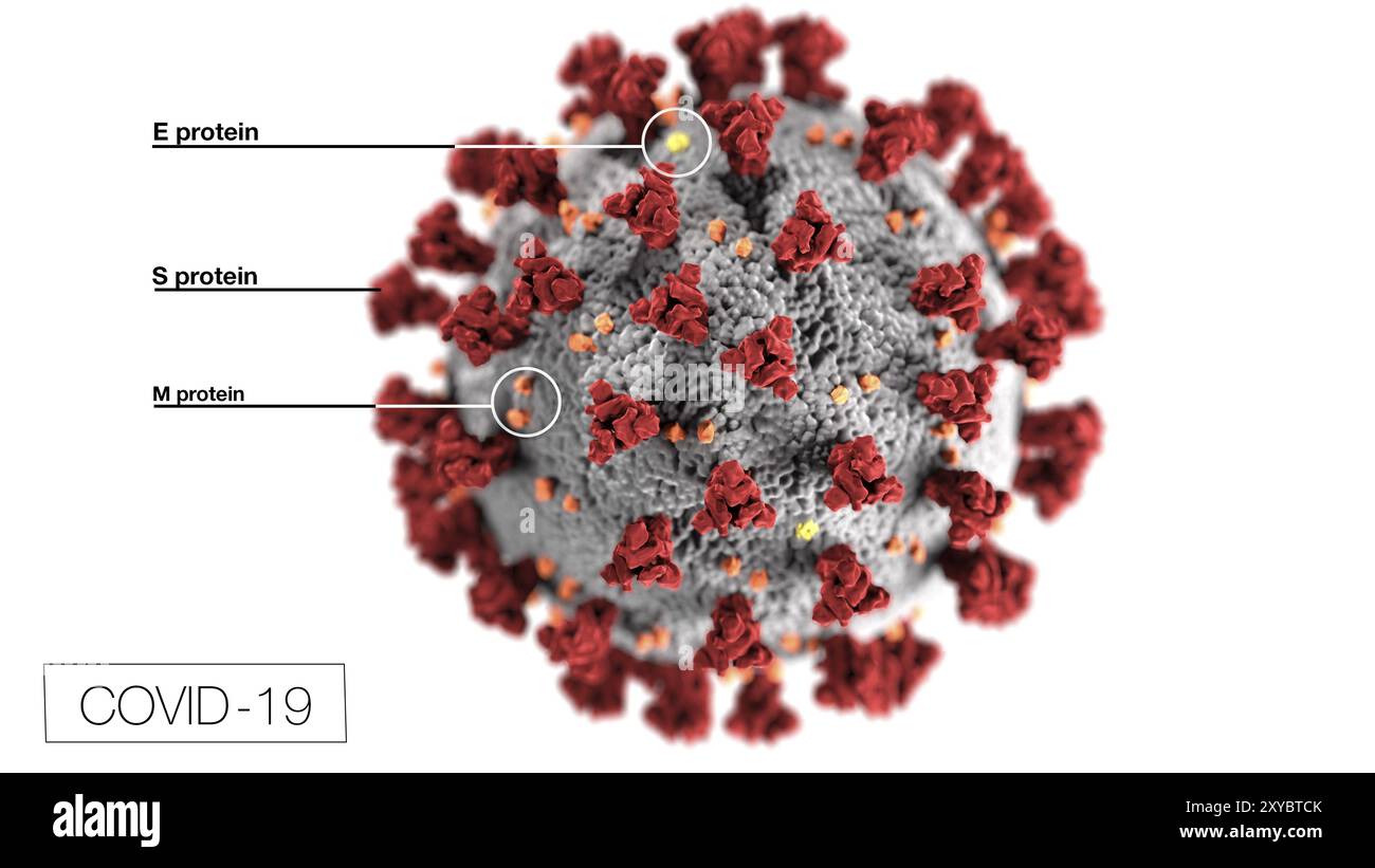 3D-Darstellung der ultrastrukturellen Morphologie der Coronaviren. Beachten Sie die Spitzen, die die äußere Oberfläche des Virus zieren, die vermitteln Stockfoto