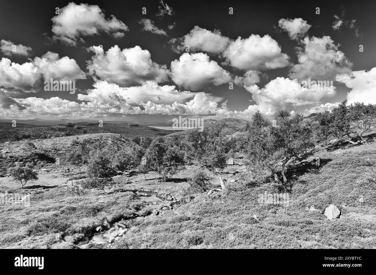 Landschaft im Femundsmarka Nationalpark, Hedmark Fylke, Norwegen, Juli 2011, Europa Stockfoto