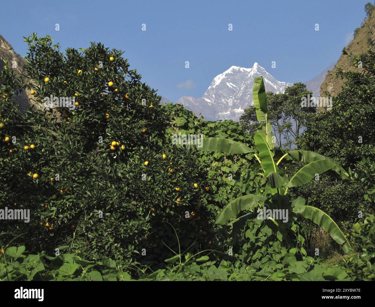 Bananenpflanze und Zitronenbaum vor Nilgiri, Nepal, Asien Stockfoto
