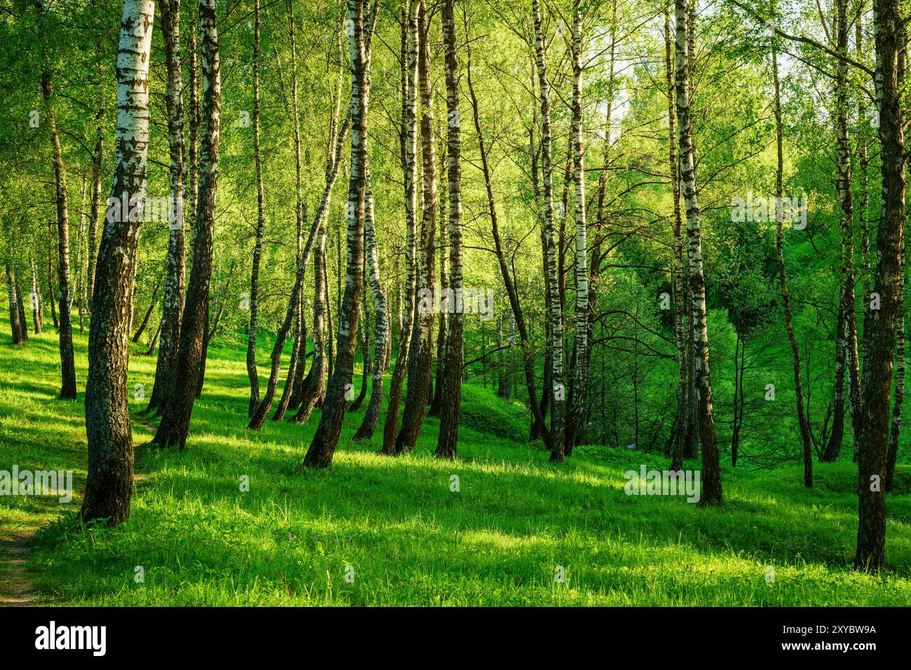 Birken-Hain mit jungen grünen Blättern bei Sonnenuntergang oder Sonnenaufgang im Frühling oder Frühsommer. Stockfoto