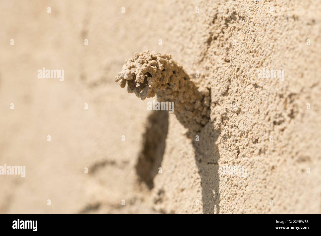 Brut-Tube von Spiny Mason Wasp, Odynerus spinipes, Spiny mason Wasp Stockfoto