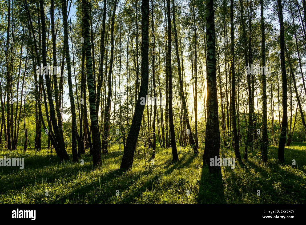 Birken-Hain mit jungen grünen Blättern bei Sonnenuntergang oder Sonnenaufgang im Frühling oder Frühsommer. Stockfoto