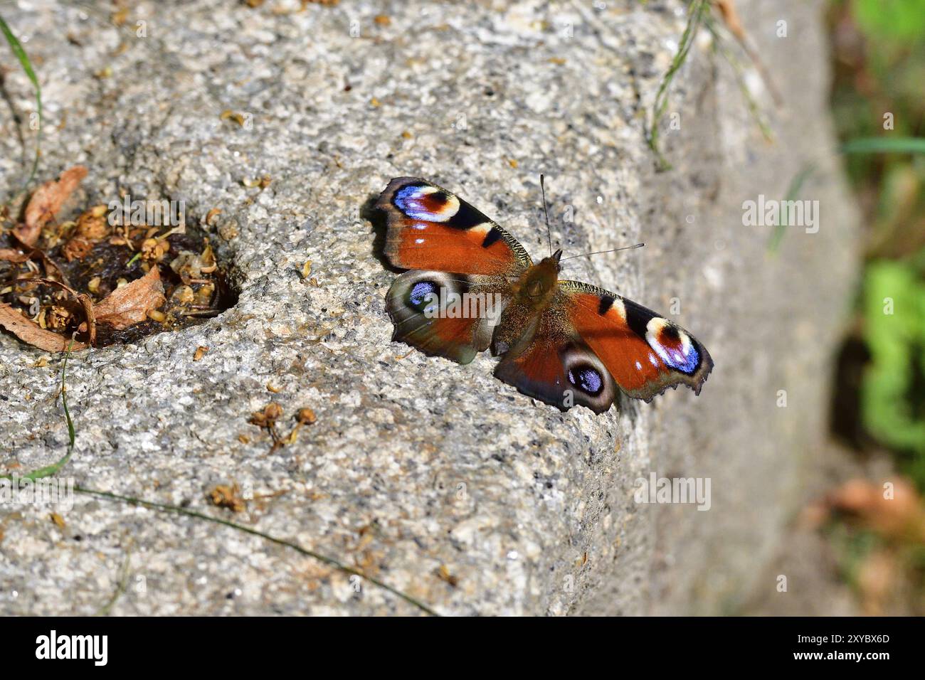 Europäischer gemeiner Pfauenfalter (Aglais io, Inachis io). Pfauenfalter auf einem Stein Stockfoto