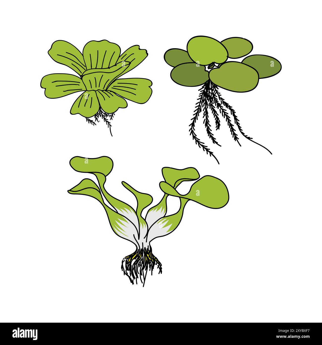 Set von Wasserpflanze, Pistia Stratiotes L, Eichhornia crassipes, Limnobium laevigatum für landwirtschaftliche Belästigung Unkraut oder Aquarium und Fischteich Illustra Stock Vektor