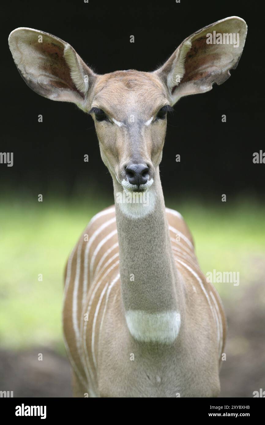 Weibchen Stockfoto