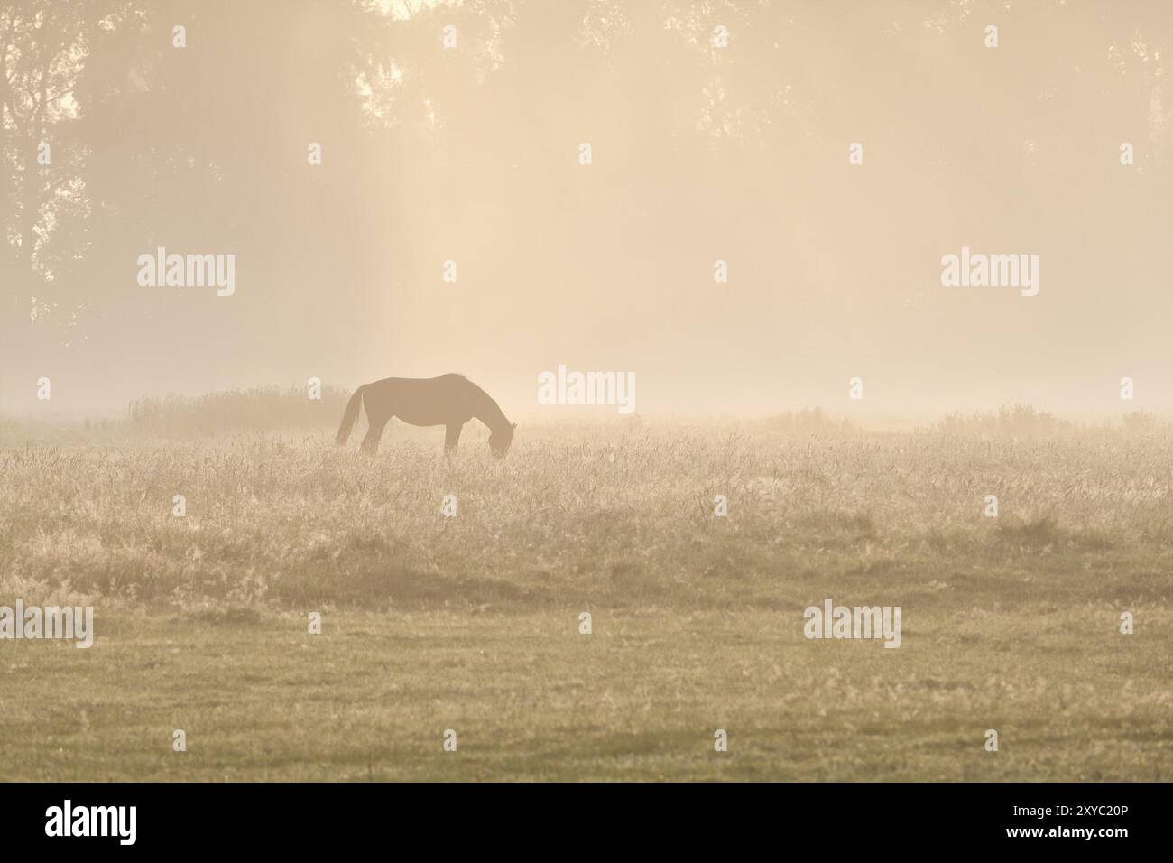 Pferdesilhuette bei Sonnenaufgang im Sommer Stockfoto