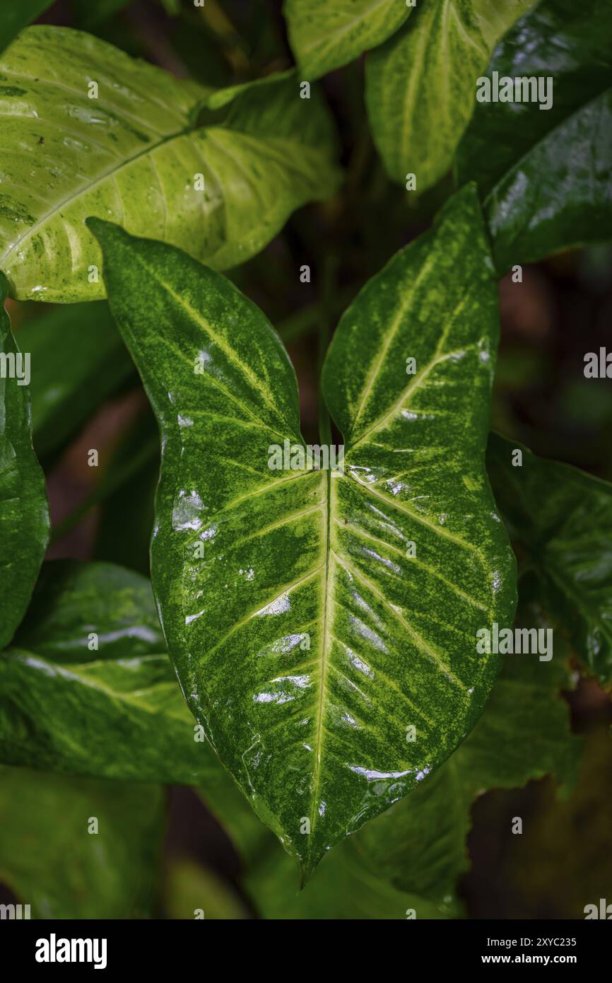 Purpurmotte (Syngonium podophyllum), Details im Dschungel, dichte Vegetation, Tortuguero Nationalpark, Costa Rica, Mittelamerika Stockfoto