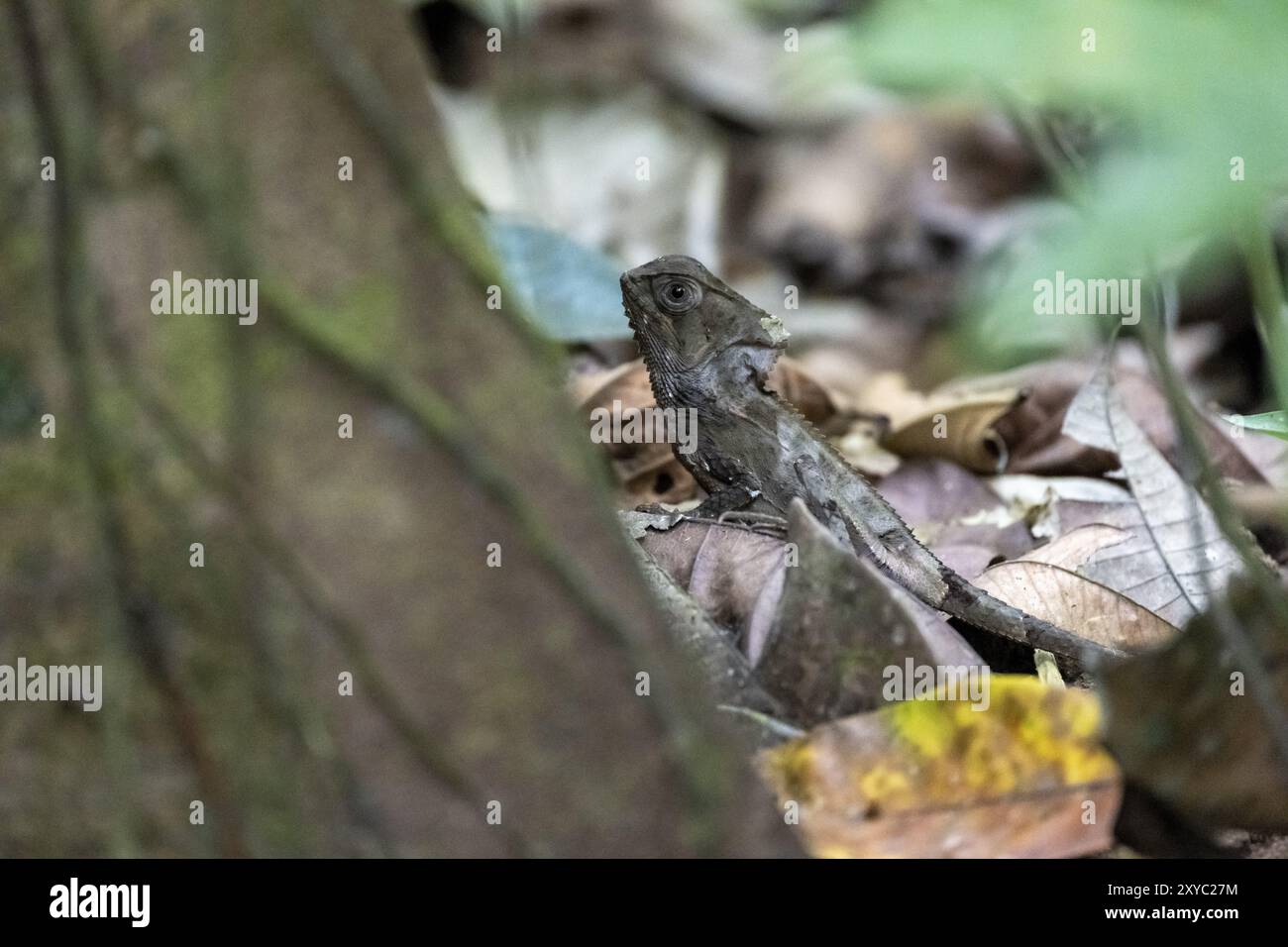 Glatter Helm-Leguan (Corytophanes cristatus) im Laub, Carara-Nationalpark, Tarcoles, Provinz Puntarenas, Costa Rica, Zentrum Von Ameri Stockfoto