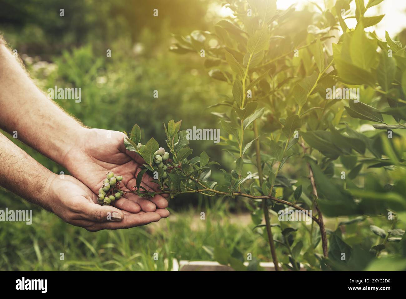 Nahrungsmittelplantage, Obstgarten, BIO Viands. Gruppe der Heidelbeerpflanzen. Bauernhände präsentieren die zukünftige Ernte mit Bio-Bio-Düngemitteln. Baumhintergrund. H Stockfoto
