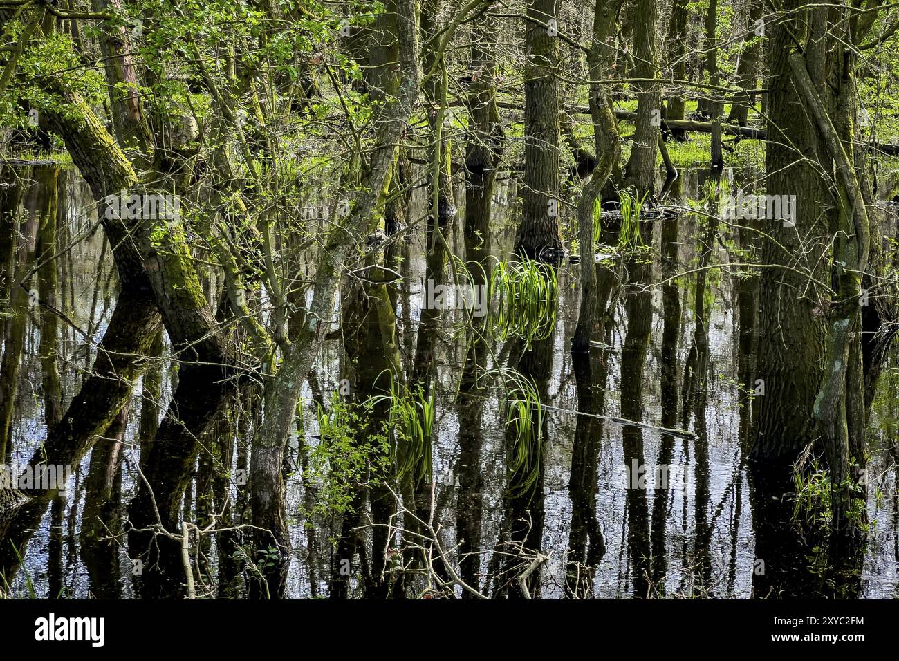 Ochsenmoor Naturschutzgebiet, überschwemmt, Wasser, Überschwemmung, Klima, Klimawandel, Wald, Moor, Starkregen, Grundwasser, Grundwasserstand, Wasserstand, Land Stockfoto