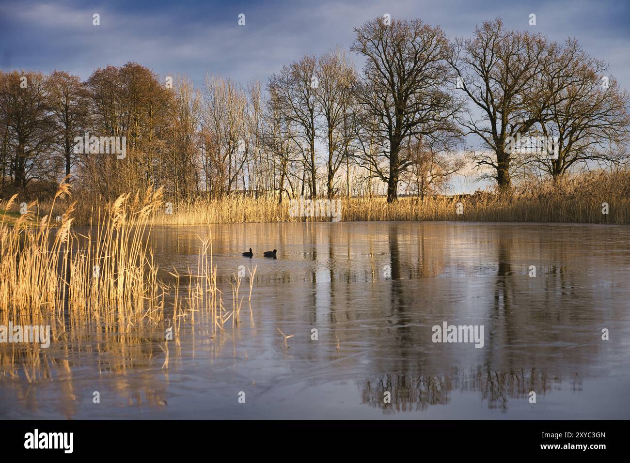 Frostiger See mit Kot im eisfreien Bereich. Bäume am Rand und Schilf im gefrorenen See. Sonnenschein und dramatischer Himmel. Landschaftsfoto von Brandenbur Stockfoto