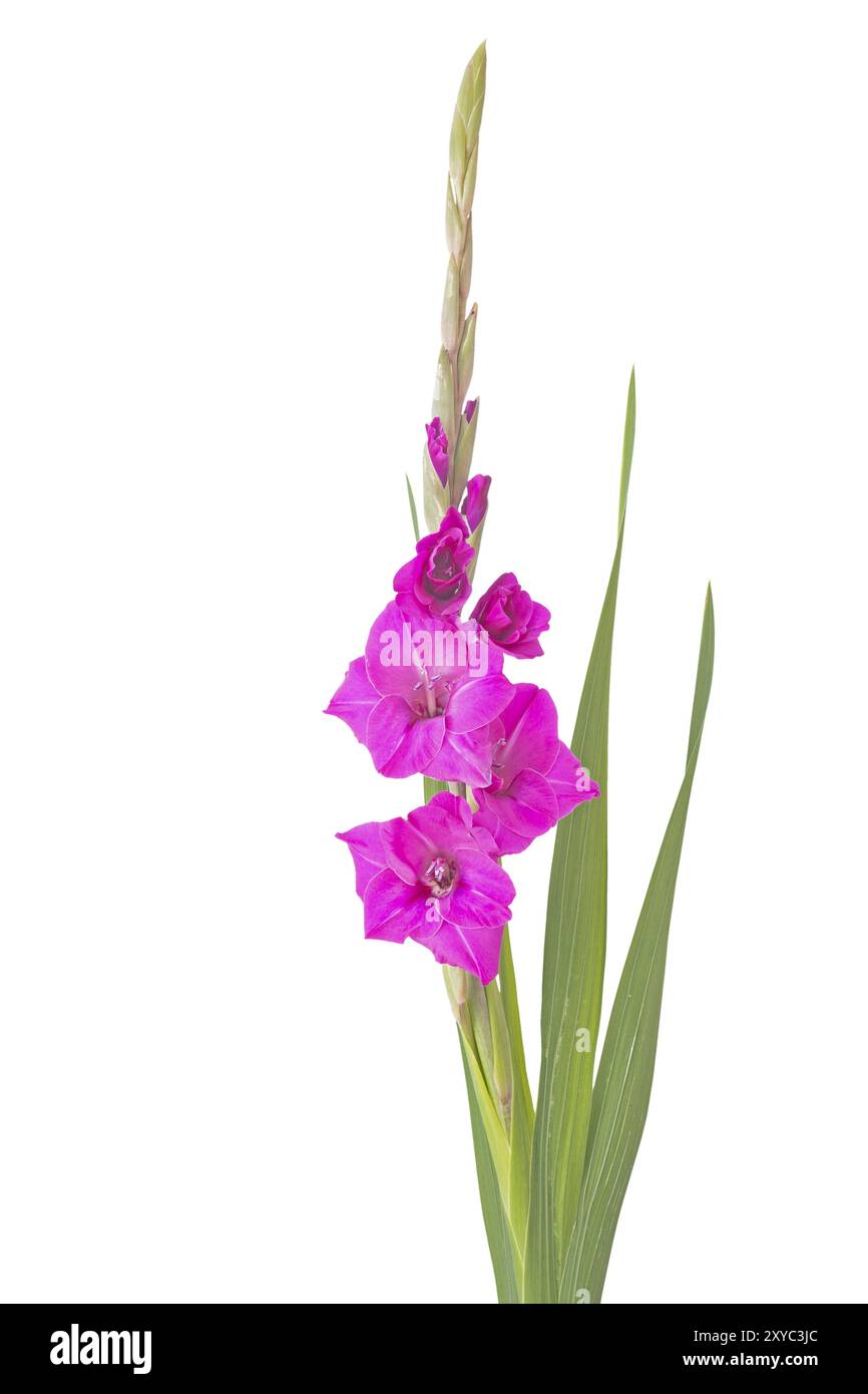 Einschwertlilie (Gladiolus) auf weißem Hintergrund Stockfoto