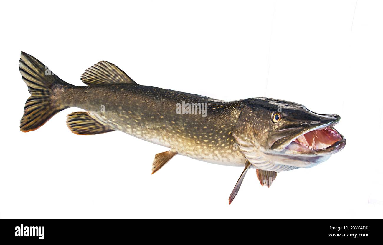 Fluss Hecht mit offene Kehle Stockfoto