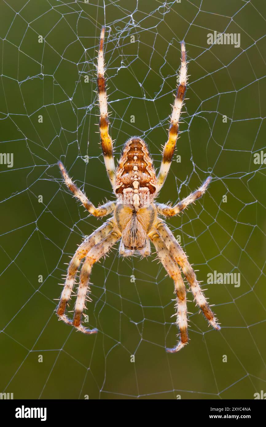 Makrofoto eines Araneus diadematus, auch bekannt als Europäische Gartenspinne, Kreuzweber, Diademspinne, Orang, Kreuzspinne und gekrönt Stockfoto