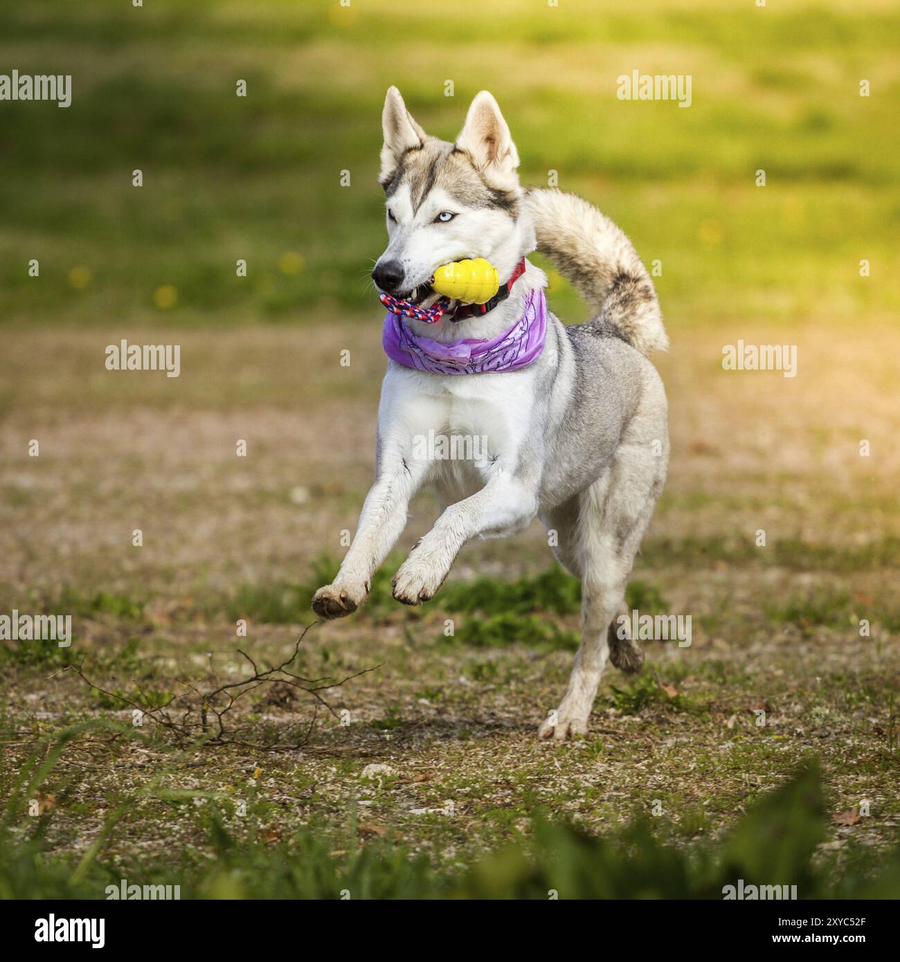 Ein Husky-Hund mit einer perfekten Figur läuft gut gelaunt durch das Bild mit ihrem Schal und ihrem Spielzeug Stockfoto
