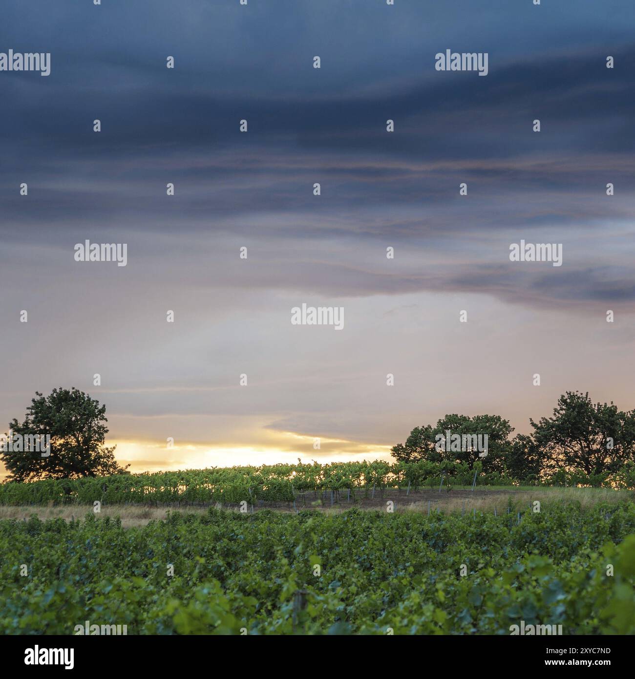 Sonnenuntergang und starke Wolken in den Weinbergen Stockfoto