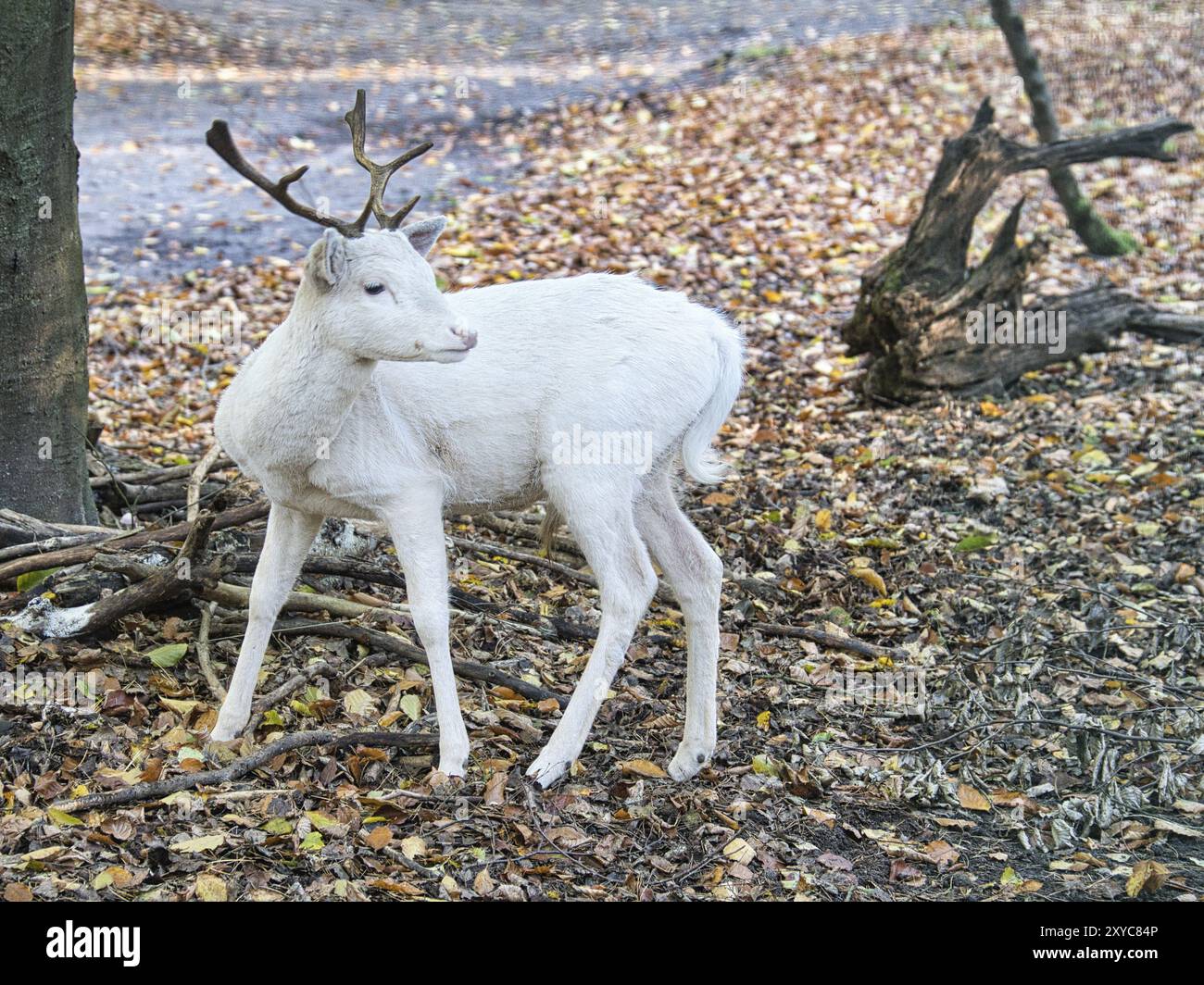 Weiße Hirsche isoliert in einem Laubwald. Entspannt und schön Stockfoto