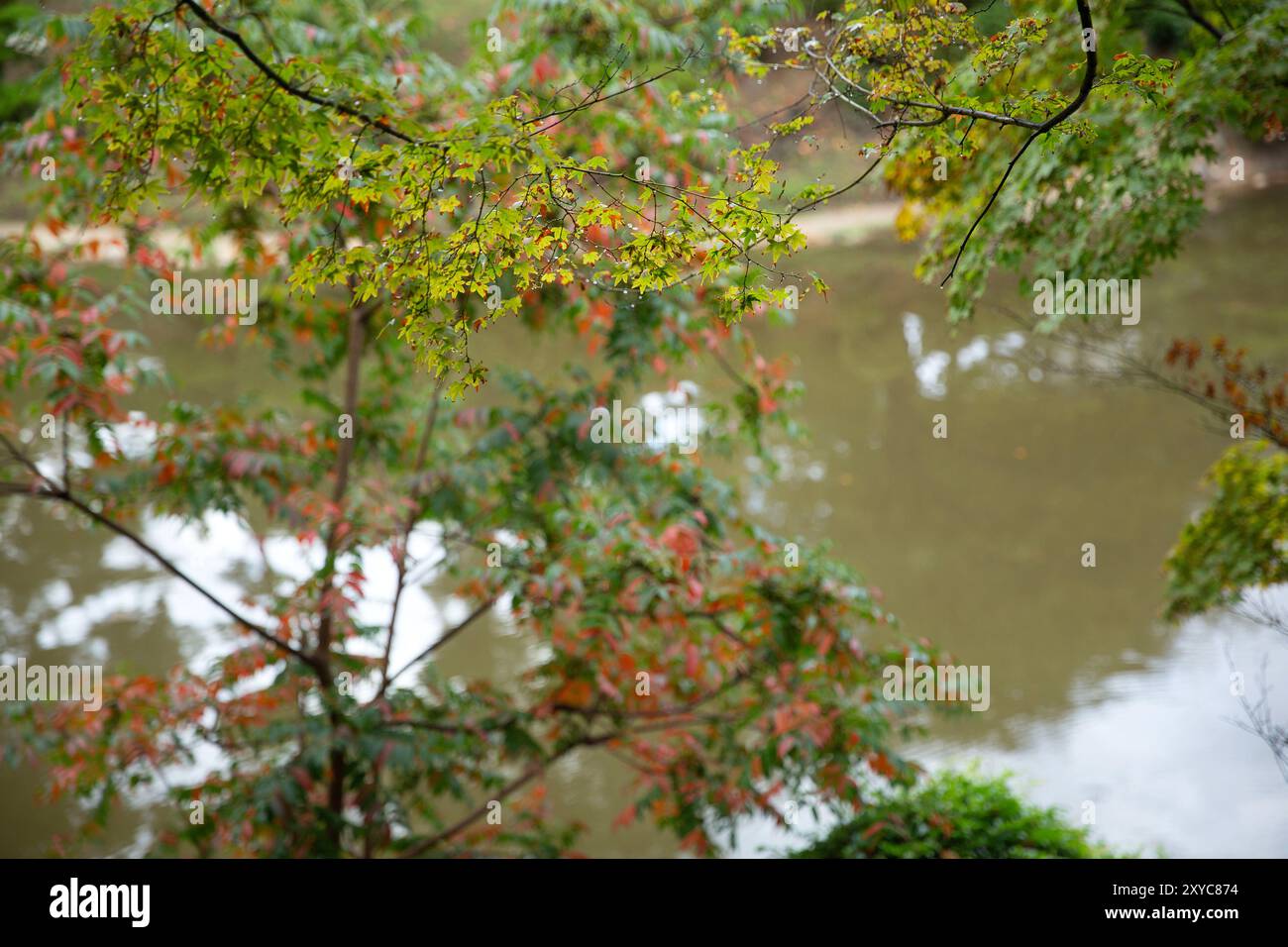 Shukkeien, Hiroshima-Stadt, Hiroshima, Japan. Stockfoto